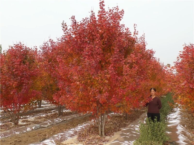 彩色苗木之王—美國紅楓，還能紅多久？