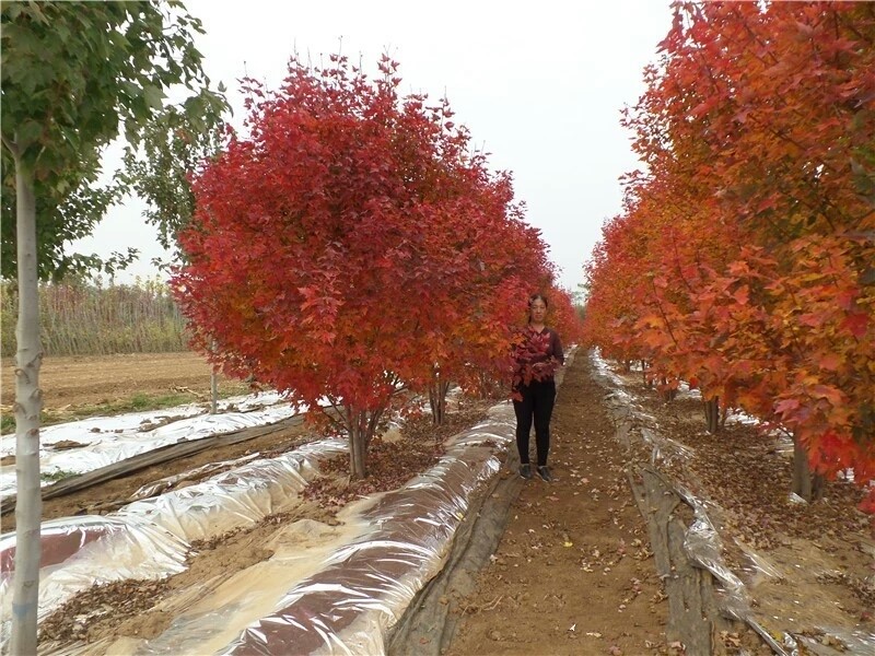 彩色苗木之王—美國紅楓，還能紅多久？