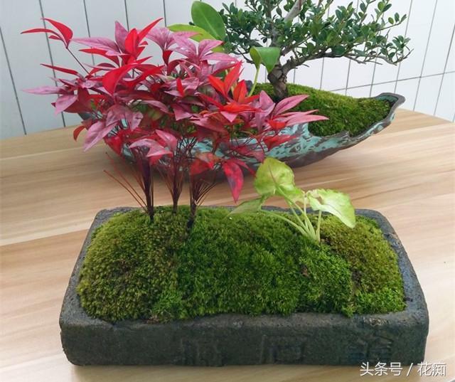 火焰南天竹入市以來熱度不減，未來幾年市場好！