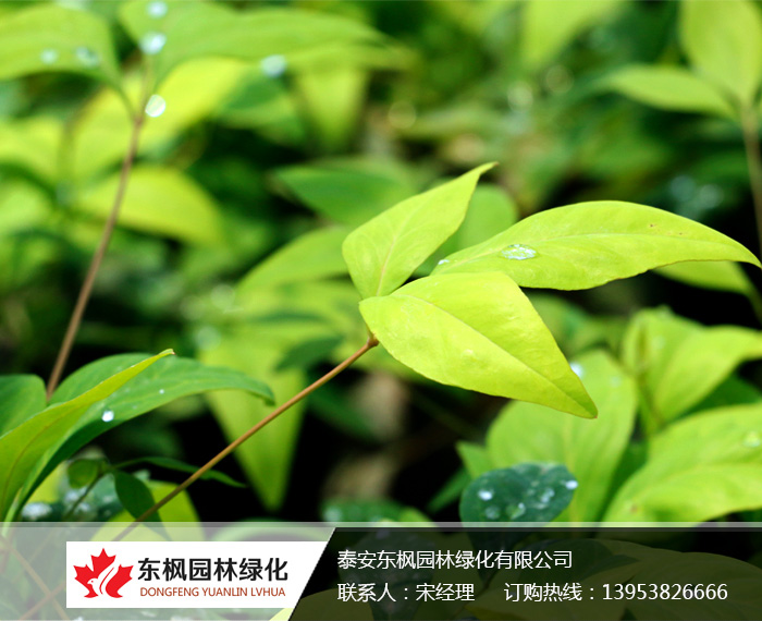 火焰南天竹入市以來熱度不減，未來幾年市場好！