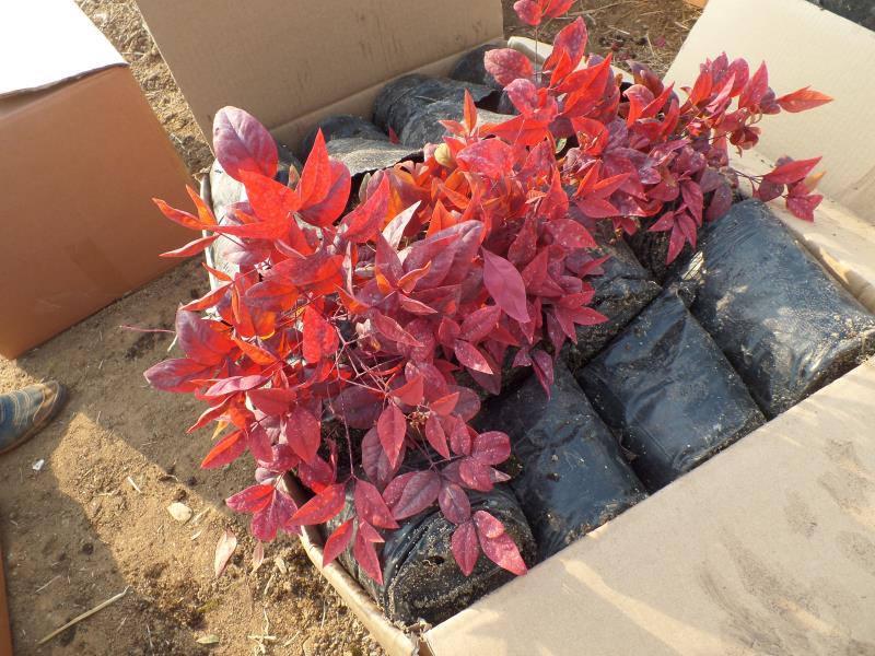 火焰南天竹入市以來熱度不減，未來幾年市場好！