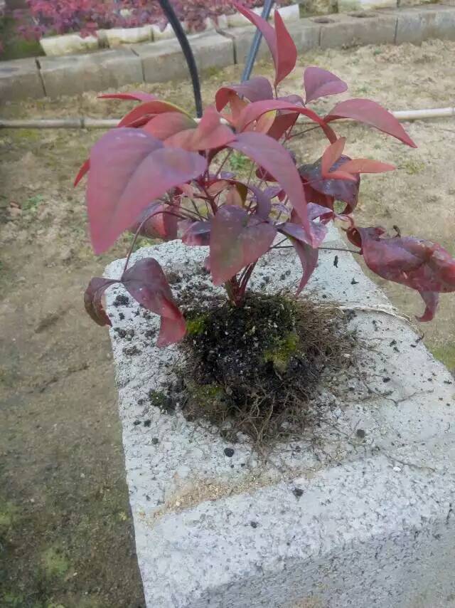 火焰南天竹入市以來熱度不減，未來幾年市場好！