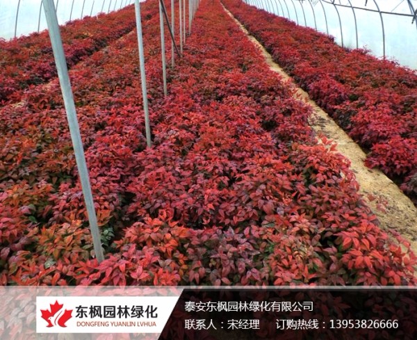 火焰南天竹栽種、澆水、施肥等及擺放環(huán)境