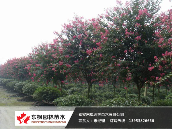 美國(guó)紫薇