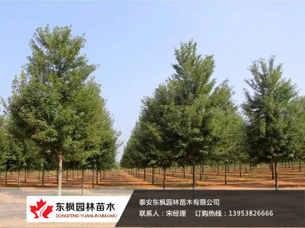 紅點紅楓