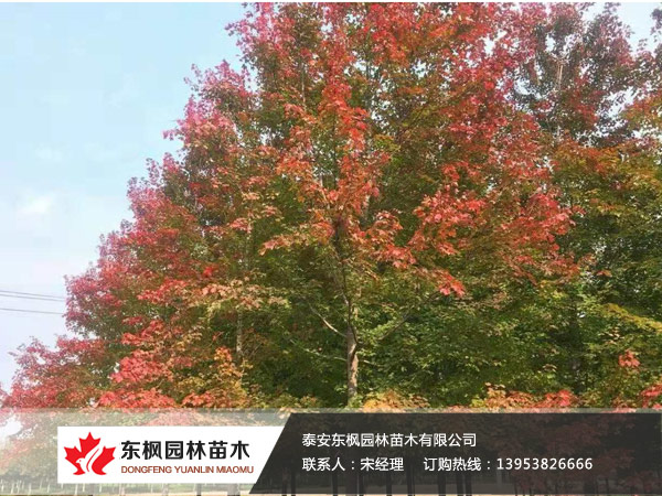 紅點紅楓