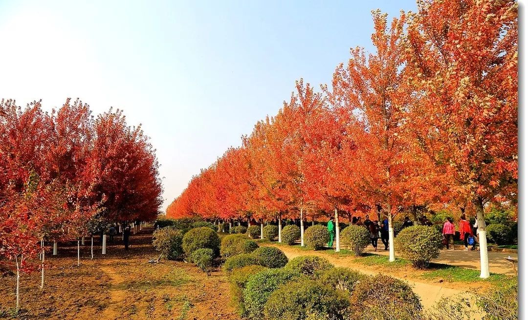 它，秋之嬌子——美國紅點(diǎn)紅楓
