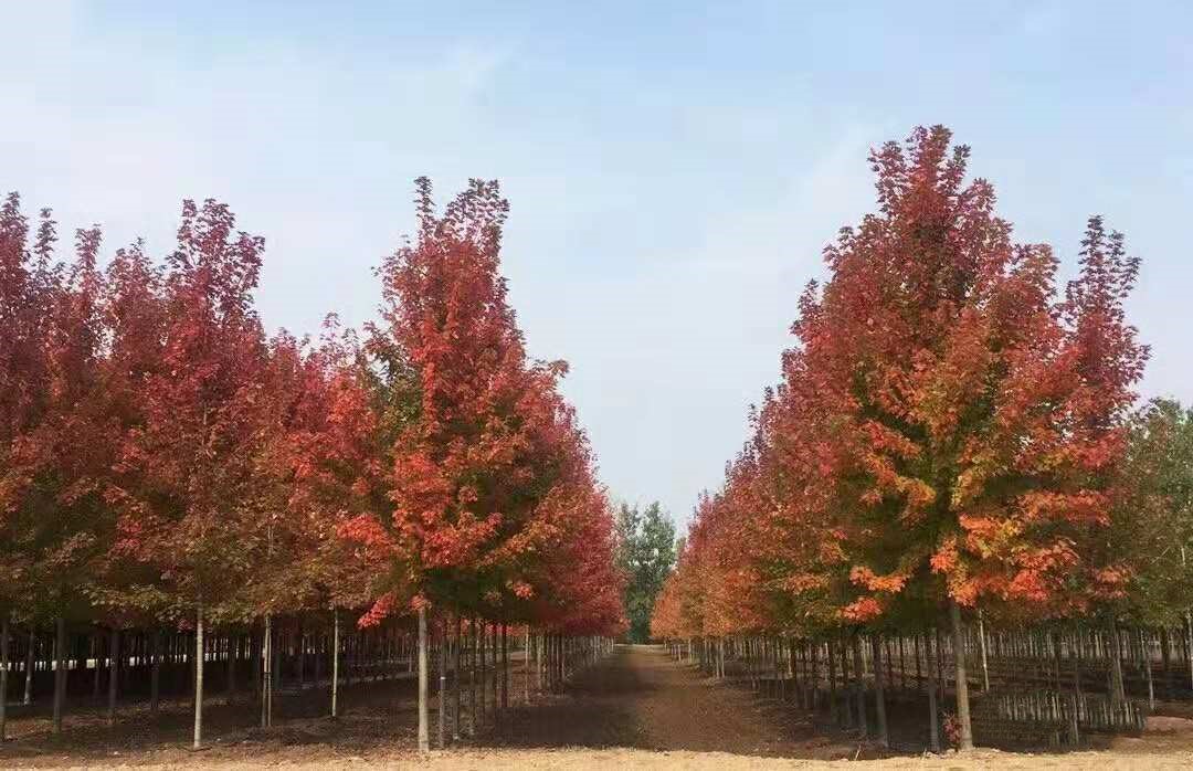 它，秋之嬌子——美國紅點(diǎn)紅楓