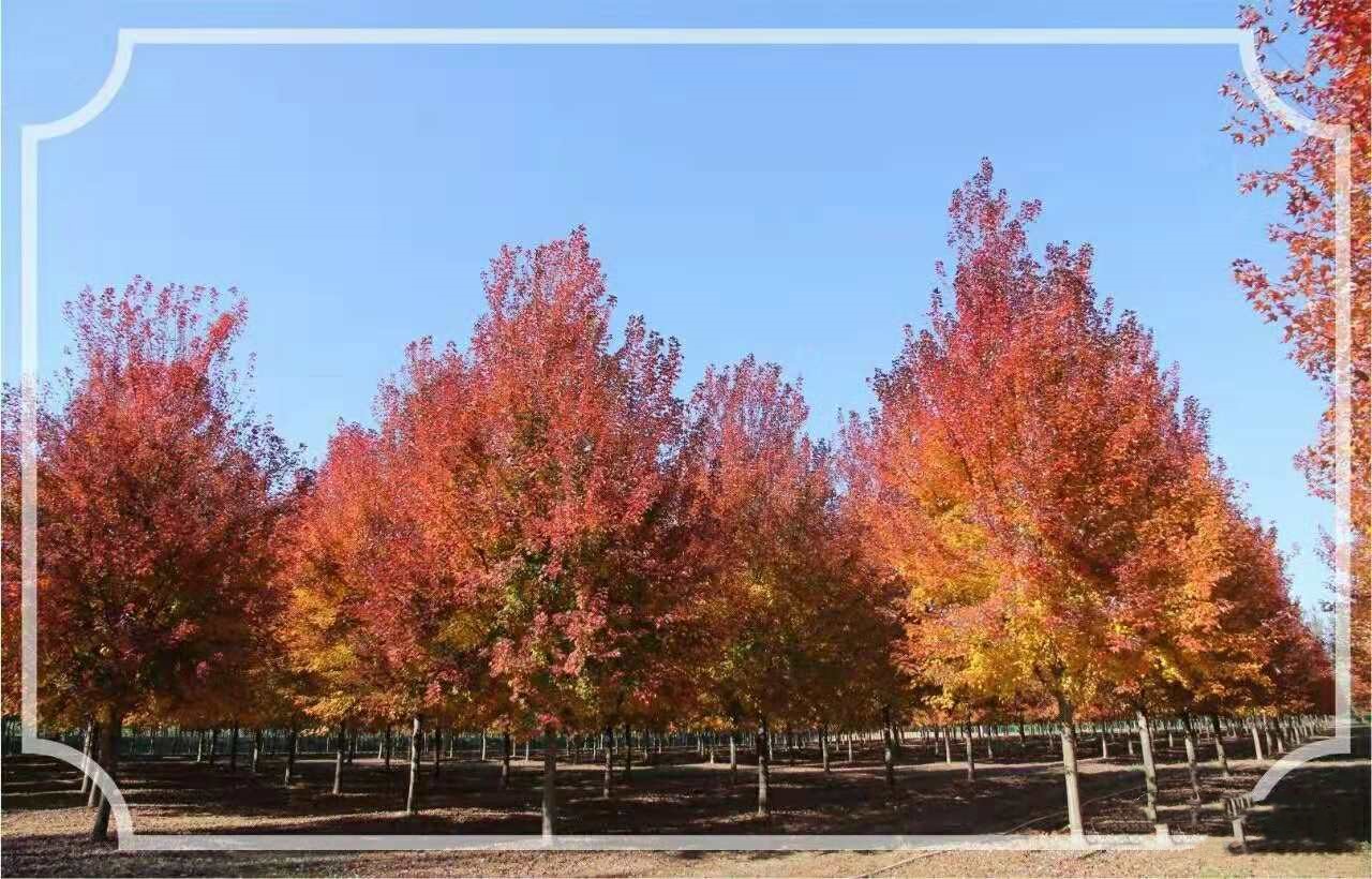 它，秋之嬌子——美國紅點(diǎn)紅楓