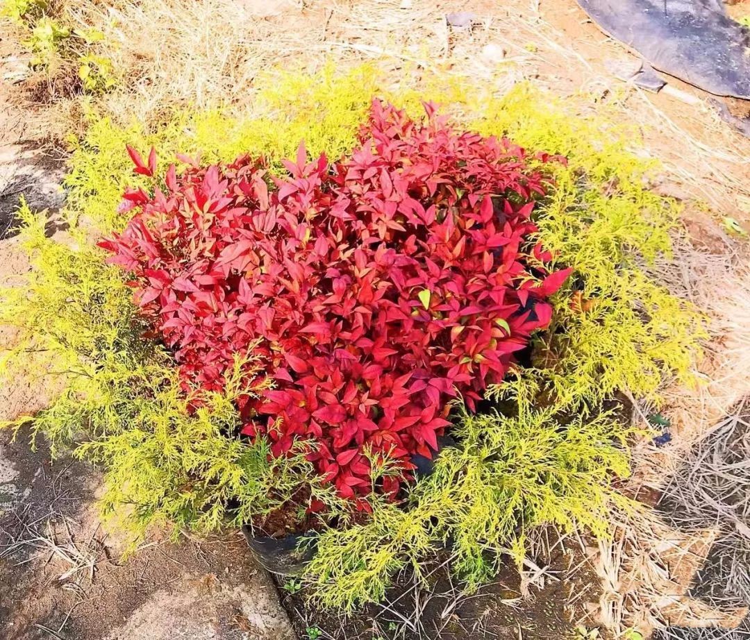 凌霜傲雪，夏透碧翠；近凝眸，紅光瀲艷，精神抖擻------火焰南天竹