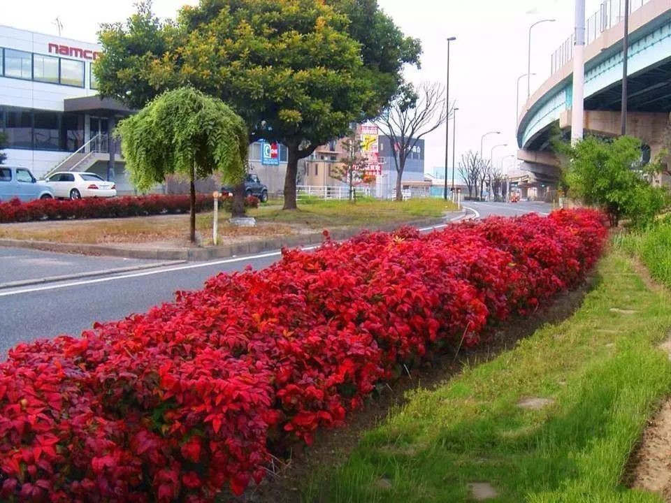 凌霜傲雪，夏透碧翠；近凝眸，紅光瀲艷，精神抖擻------火焰南天竹