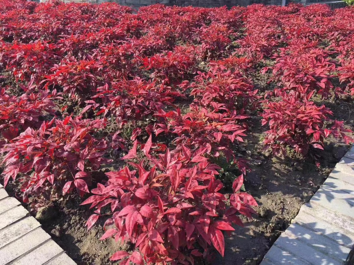 凌霜傲雪，夏透碧翠；近凝眸，紅光瀲艷，精神抖擻------火焰南天竹
