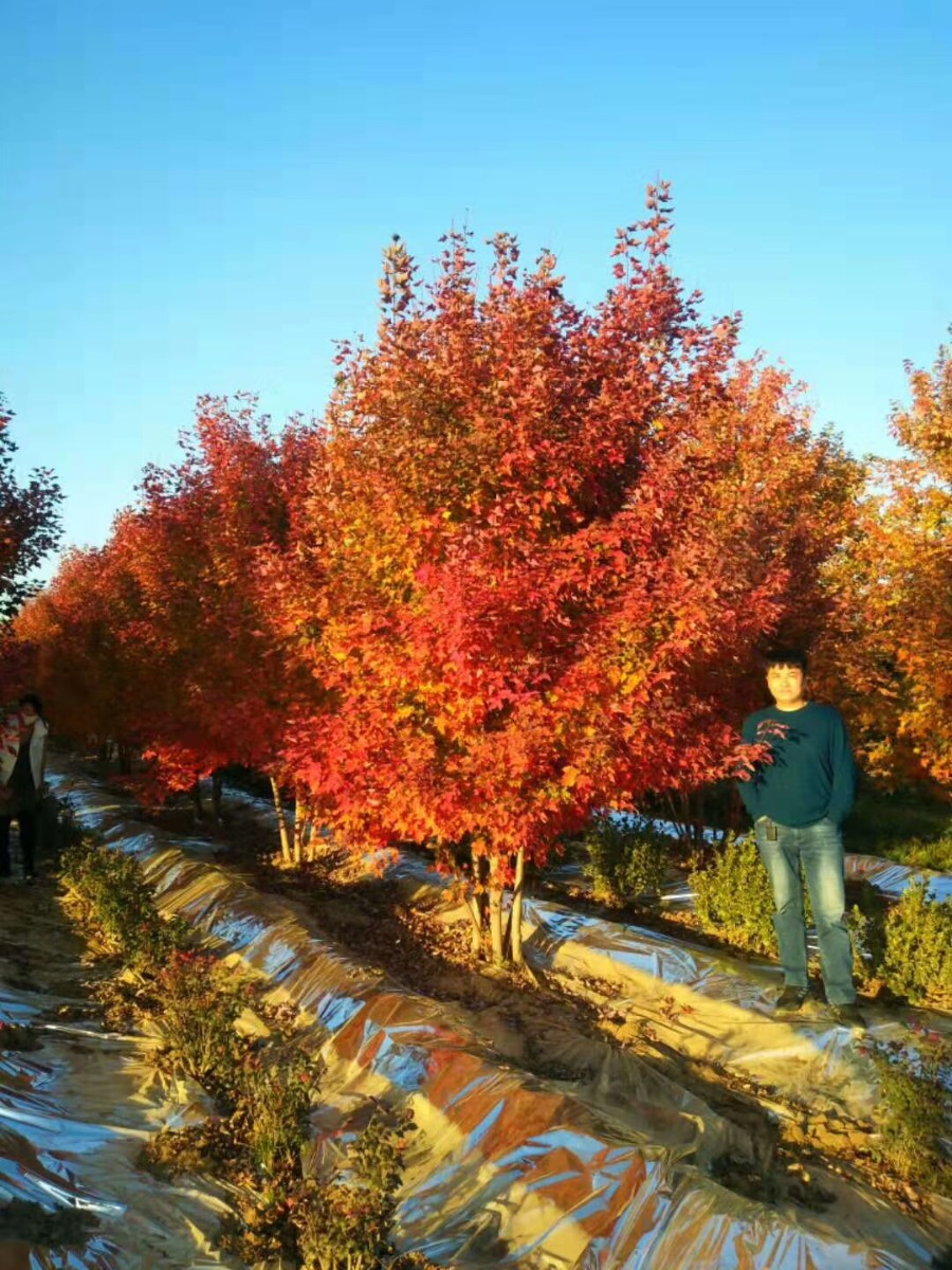 火焰南天竹|火焰衛(wèi)矛|美國紅點紅楓|叢生紅點紅楓的特性------泰安東楓園林