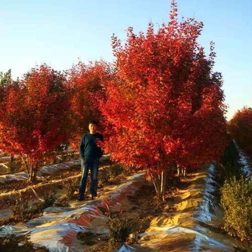 叢生多桿苗木市場需求火爆，叢生紅點紅楓正在逐漸走俏……