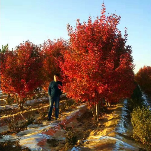 叢生多桿苗木市場需求火爆，叢生紅點紅楓正在逐漸走俏……