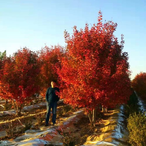 叢生多桿苗木市場需求火爆，叢生紅點紅楓正在逐漸走俏……