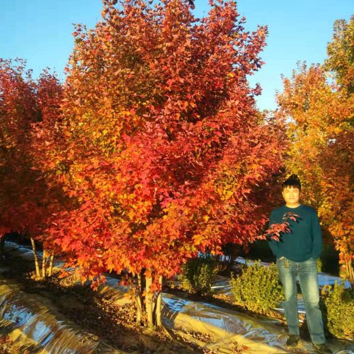 叢生多桿苗木市場需求火爆，叢生紅點紅楓正在逐漸走俏……
