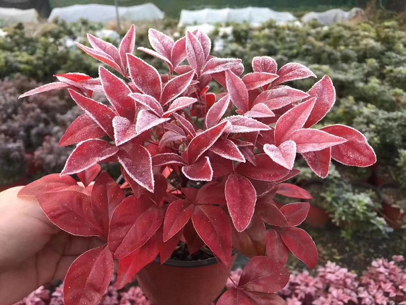 紅葉南天竹|火焰南天竹具備哪些觀特性？