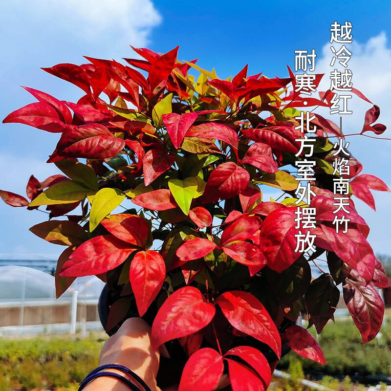 火焰南天竹——在冰冷的冬天，送你暖的色彩！