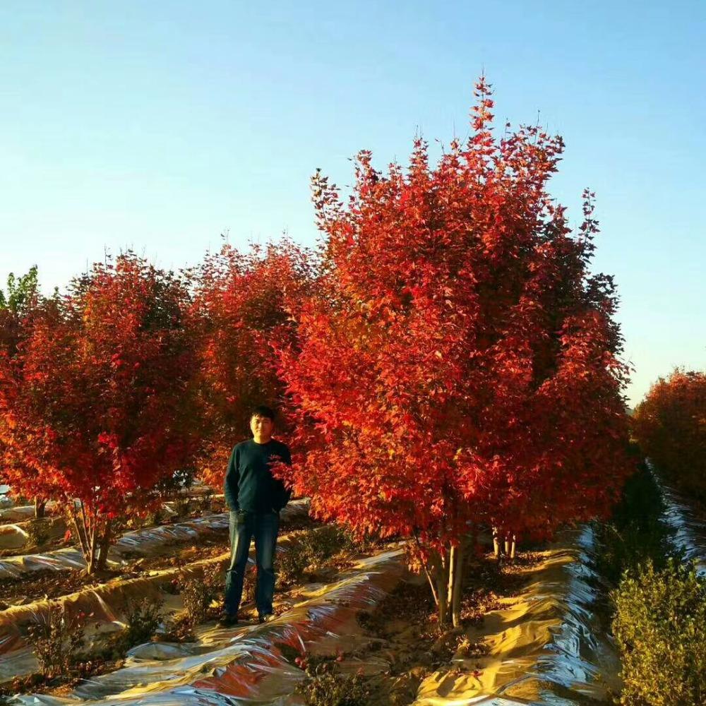 美國紅楓，在砥礪前行中預(yù)見未來
