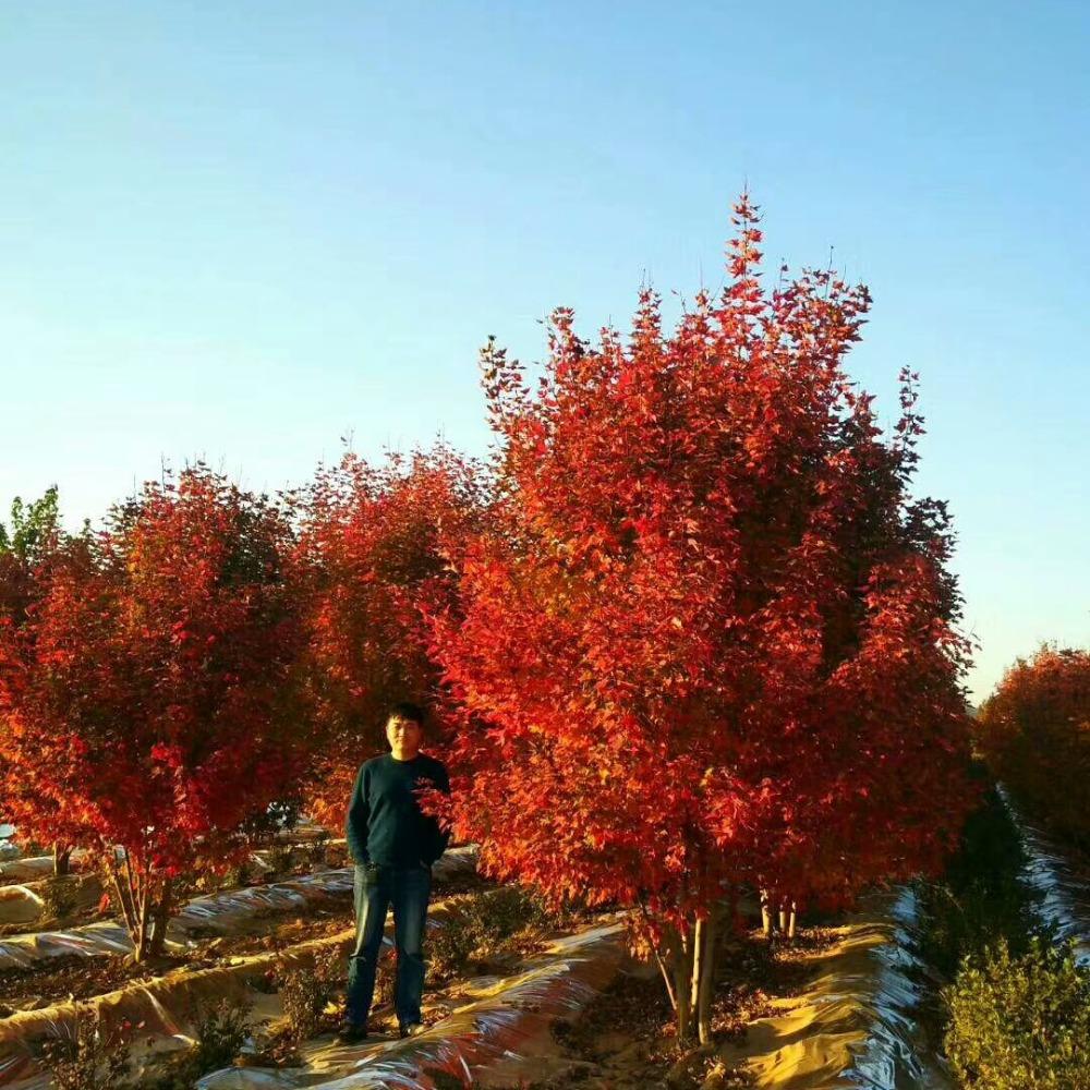美國紅楓，在砥礪前行中預(yù)見未來